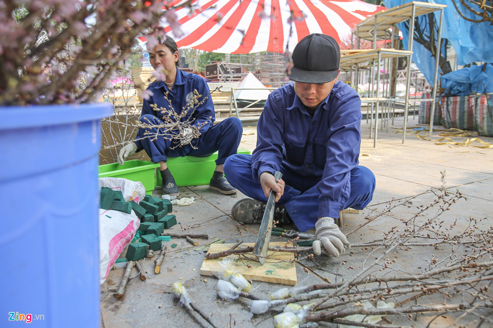 Hoa anh đào được bảo quản lạnh 10 độ C chờ ngày hội